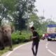 elephant attack 80x80