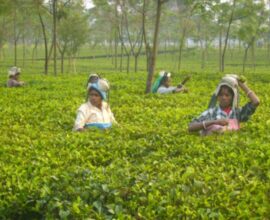 tea estate