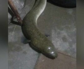 american eel