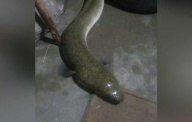 american eel