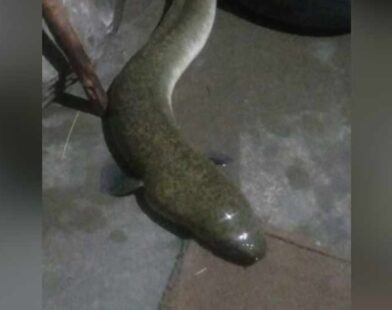 american eel