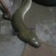 american eel 80x80