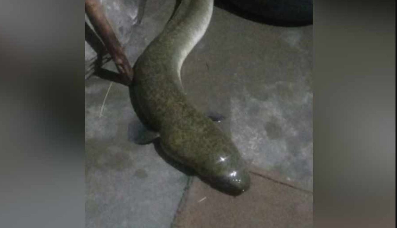 american eel