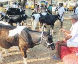 cow market