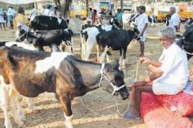 cow market