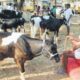 cow market