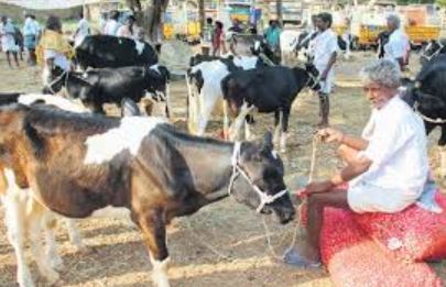 cow market