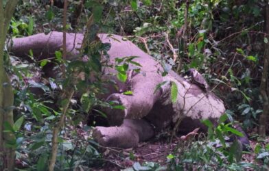 elephant death