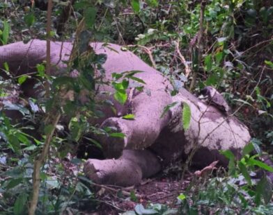 elephant death