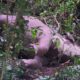 elephant death