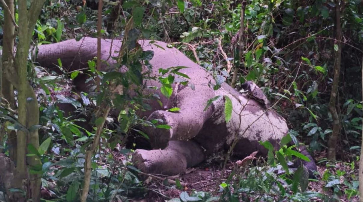 elephant death