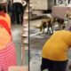 midday meal dog