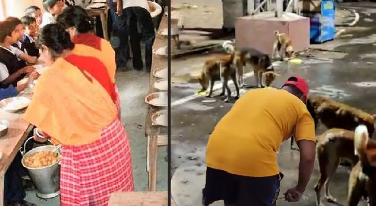 midday meal dog