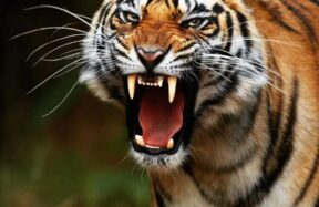 royal bengal tiger