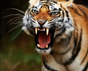 royal bengal tiger