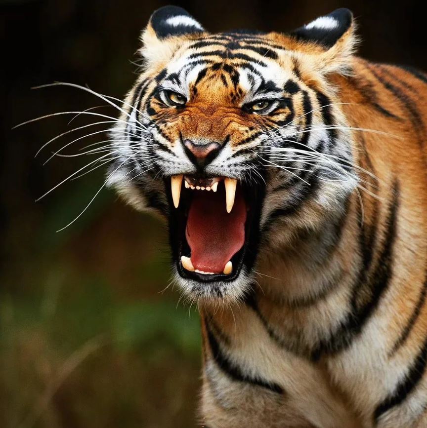 royal bengal tiger