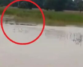 odisha flood crocodile found