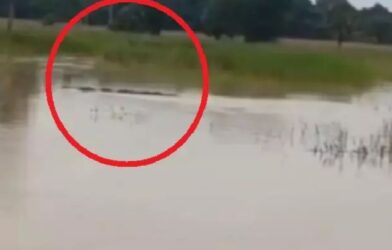 odisha flood crocodile found