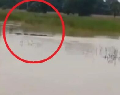 odisha flood crocodile found