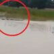 odisha flood crocodile found 80x80