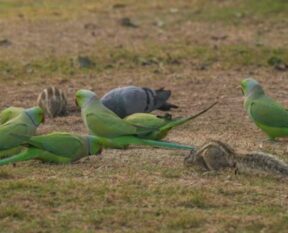 parrot