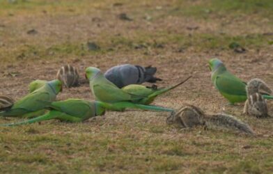 parrot