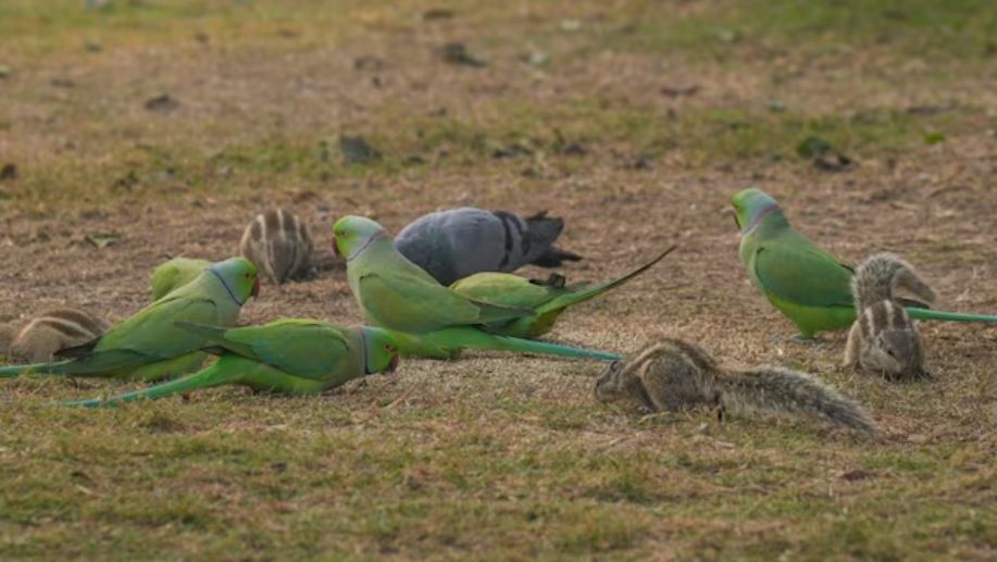 parrot
