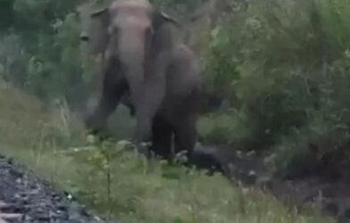 railline elephant