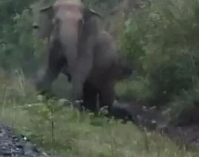 railline elephant