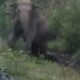railline elephant 80x80