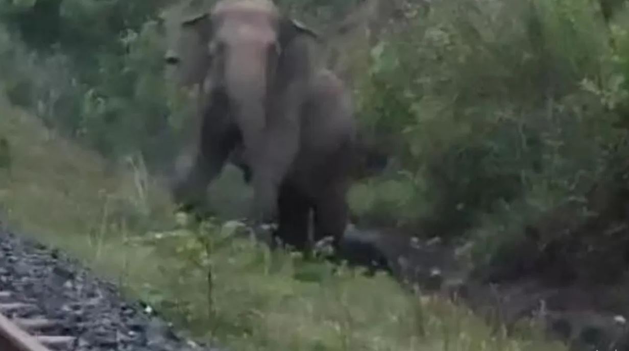 railline elephant