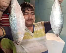 padma hilsa