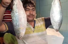 padma hilsa