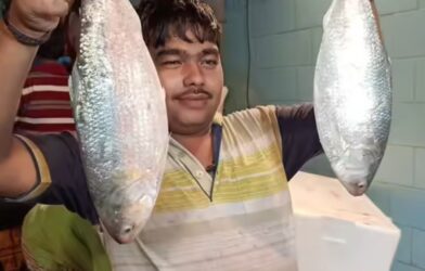 padma hilsa