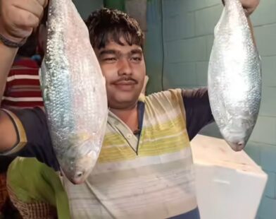 padma hilsa