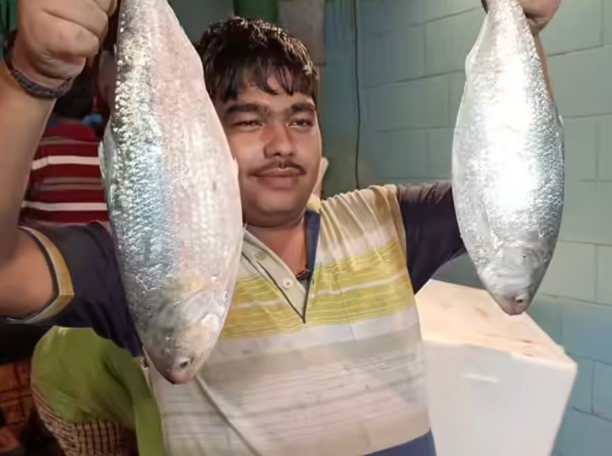 padma hilsa