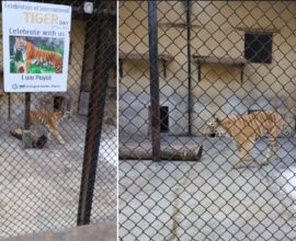 tiger zoo