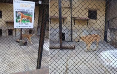 tiger zoo