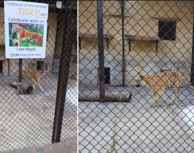 tiger zoo
