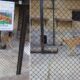 tiger zoo 80x80