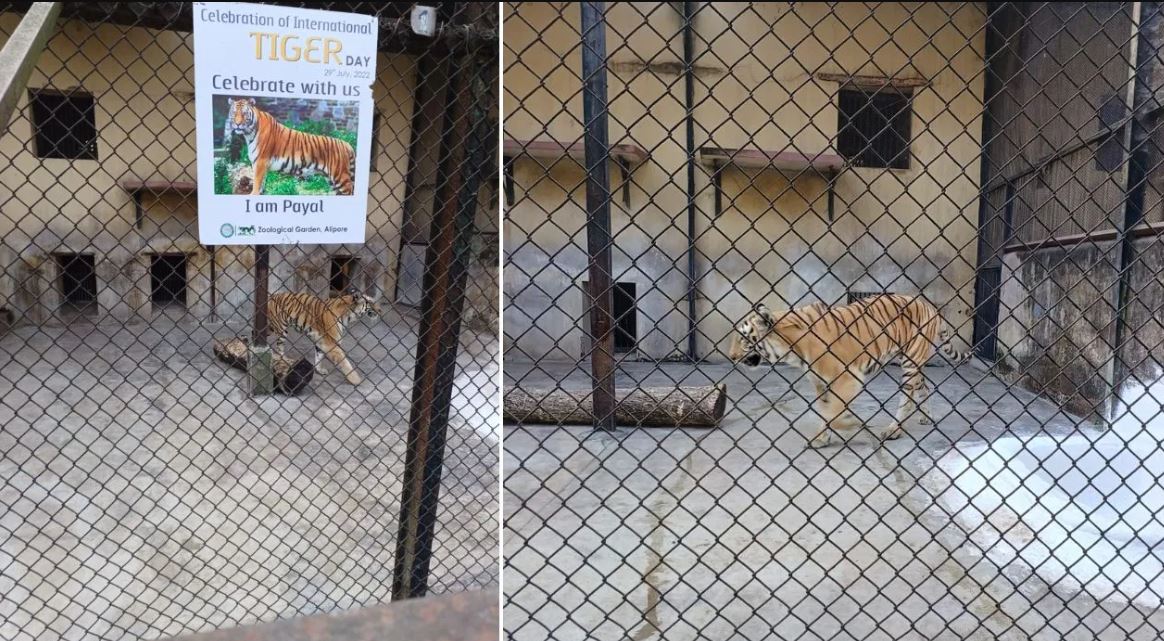 tiger zoo