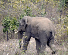 elephant