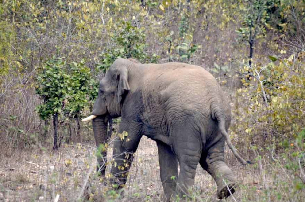 elephant