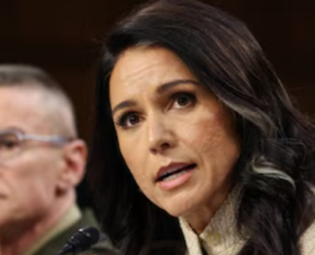 tulsi gabbard