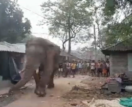 Ramlal elephant