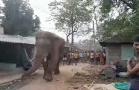 Ramlal elephant