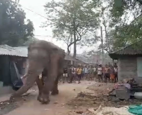 Ramlal elephant