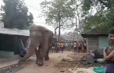Ramlal elephant