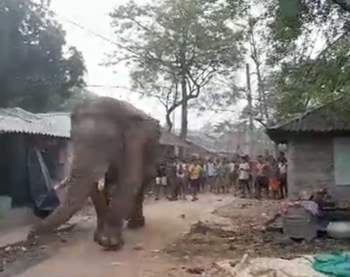 Ramlal elephant