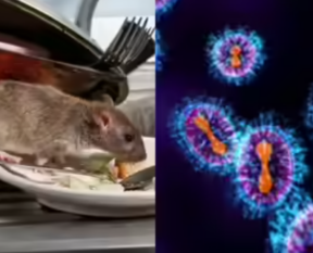 hanta virus 1